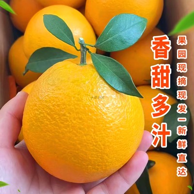 江西赣南脐橙口感细腻香甜爆汁