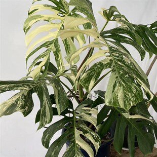 【禅艺绿植】白锦龟背竹 锦化龟背竹盆栽室内北欧风ins风好养常绿