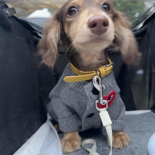 腊肠犬毛衣狗狗衣服秋冬款宠物西施犬比熊马尔济斯毛绒防寒保暖装