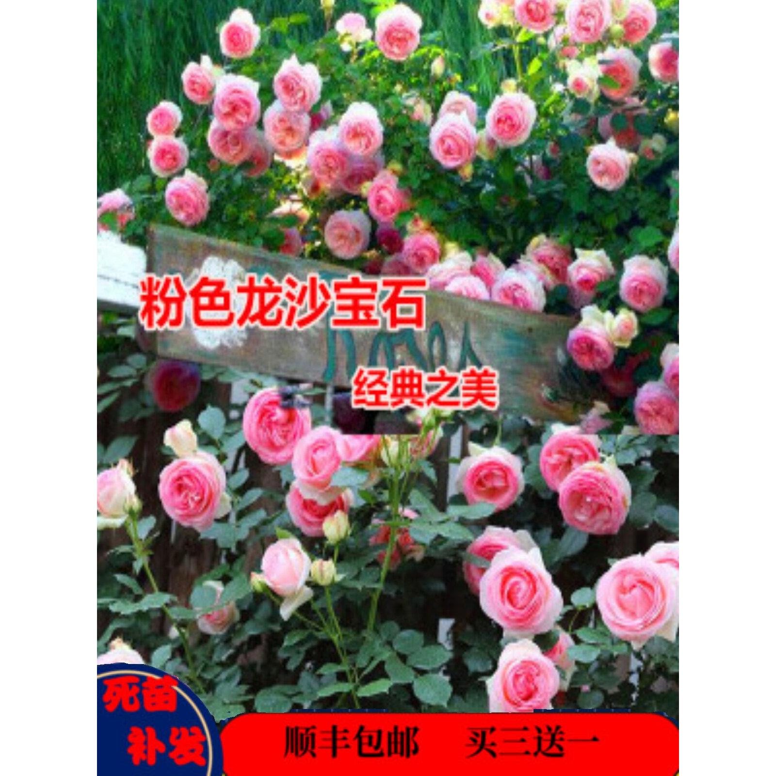 龙沙宝石爬墙藤本月季蔷薇特大花苗浓香多季开花庭院别墅阳台植物