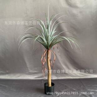 仿多杆丝人兰树无品牌/龙血树盆栽仿舌真热带仙掌真龙兰绿植盆景造景树