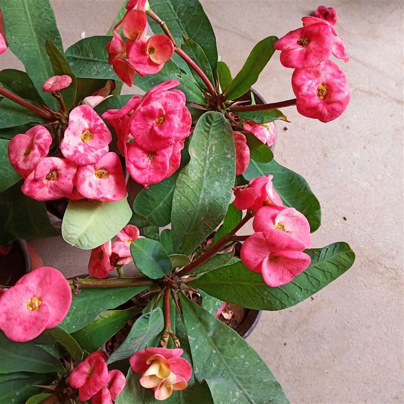 大花虎刺梅小盆栽大叶铁海棠盆栽花卉绿植阳台庭院四季开花室内外