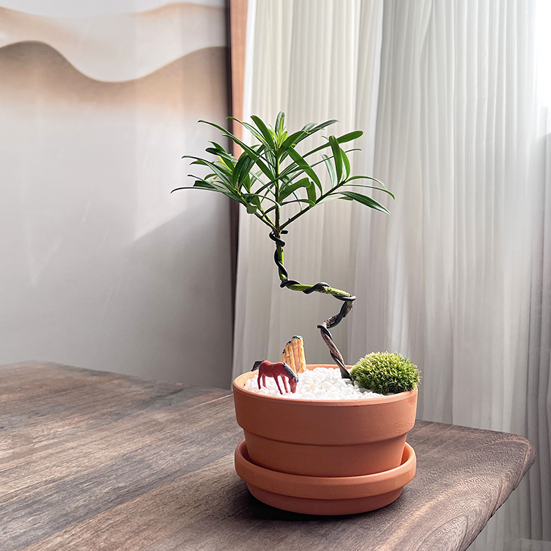 植域 造型罗汉松盆景新中式风网红茶室茶几植物装饰摆件好养盆栽