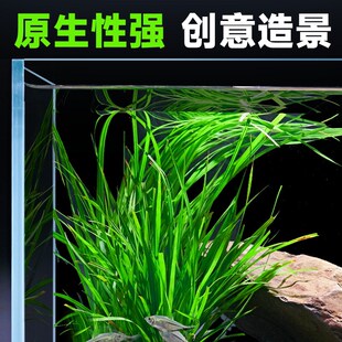 泰国水剑坨草溪流缸南美鱼缸造景水草植物后景阴性阿根廷九冠淡水