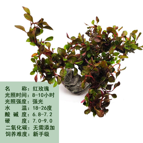 鱼缸造景沉木绑好红波水草树森林懒人水草无需底沙一树成景包邮