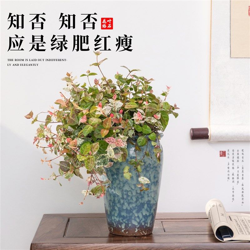 花叶络石盆栽吊兰室内观叶植物垂吊花卉禅意绿植吊篮四季五彩好养,鲜花速递/花卉仿真/绿植园艺,造型盆景,淘宝优惠券,粉丝福利购,淘宝优惠卷