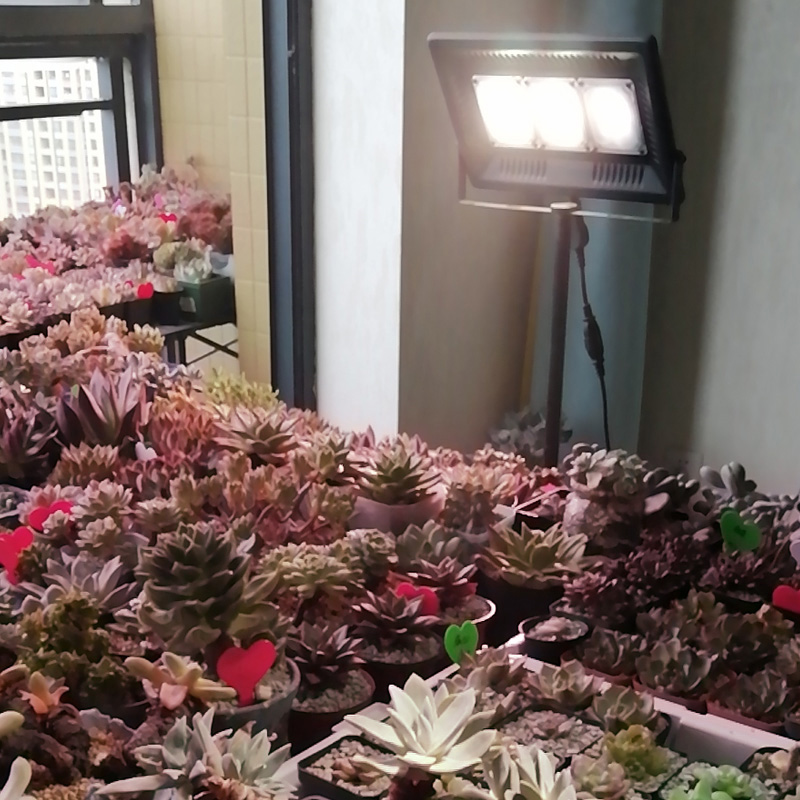 月季草莓花卉补光灯LED仿太阳大棚蔬菜水草多肉全光谱植物生长灯