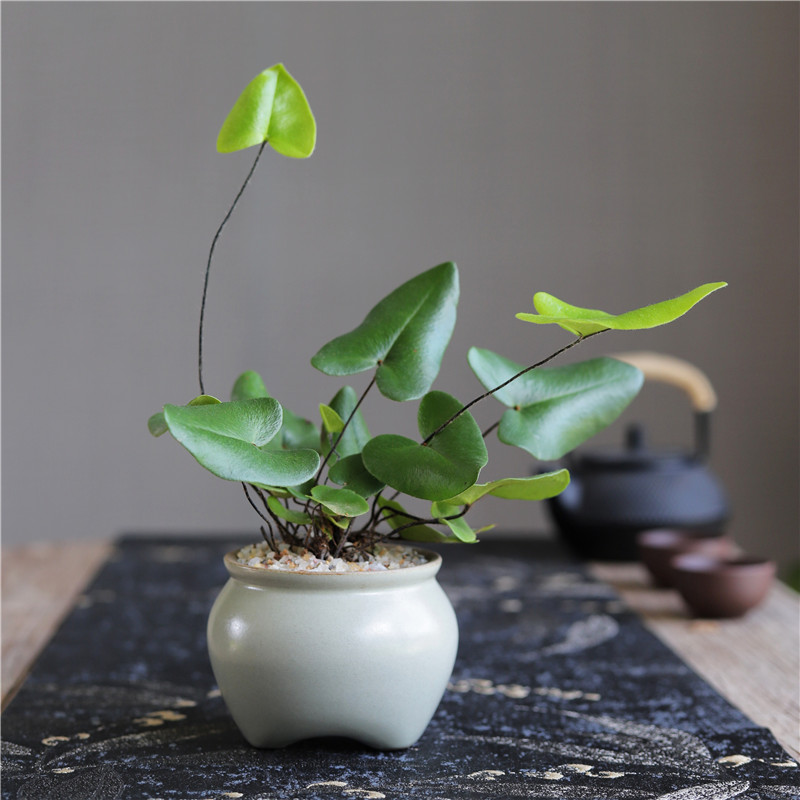 心愿蕨茶桌办公室桌面水培创意趣味绿植蕨类盆景盆栽净化空气加湿