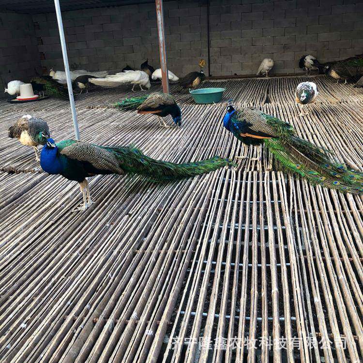 孔雀养GCA殖场卖成年白孔雀么价格哪里有观赏雀的孔雀什苗孔的价