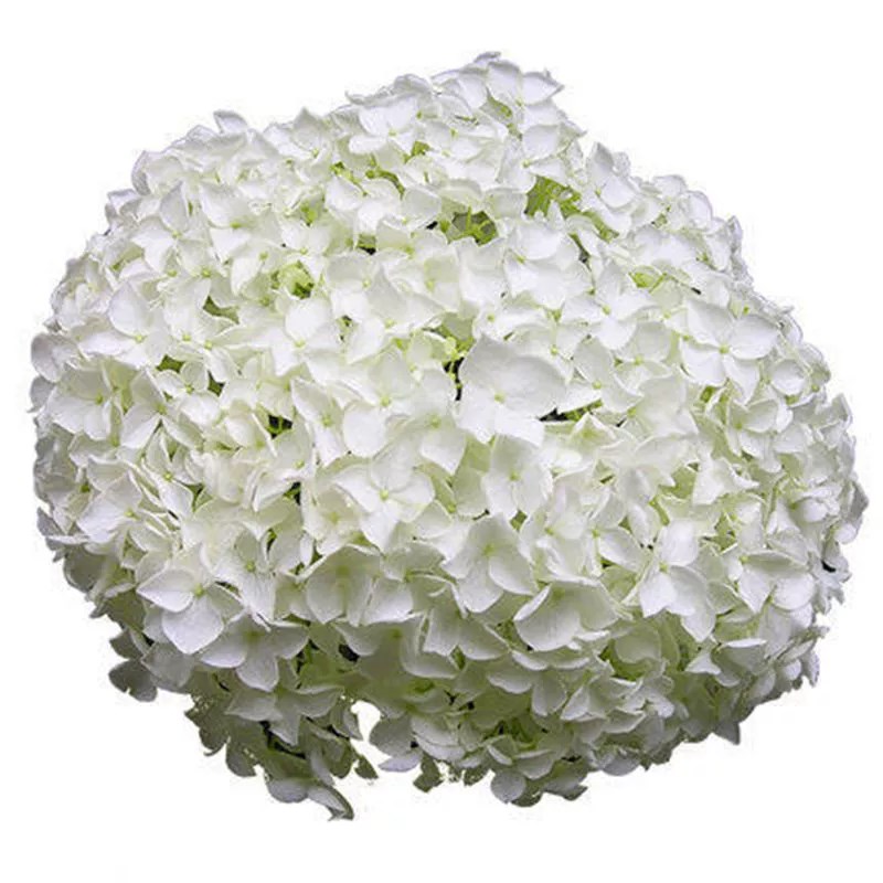 正宗木本绣球树苗正宗中华木绣球斗球室内外庭院盆栽地栽耐寒花卉