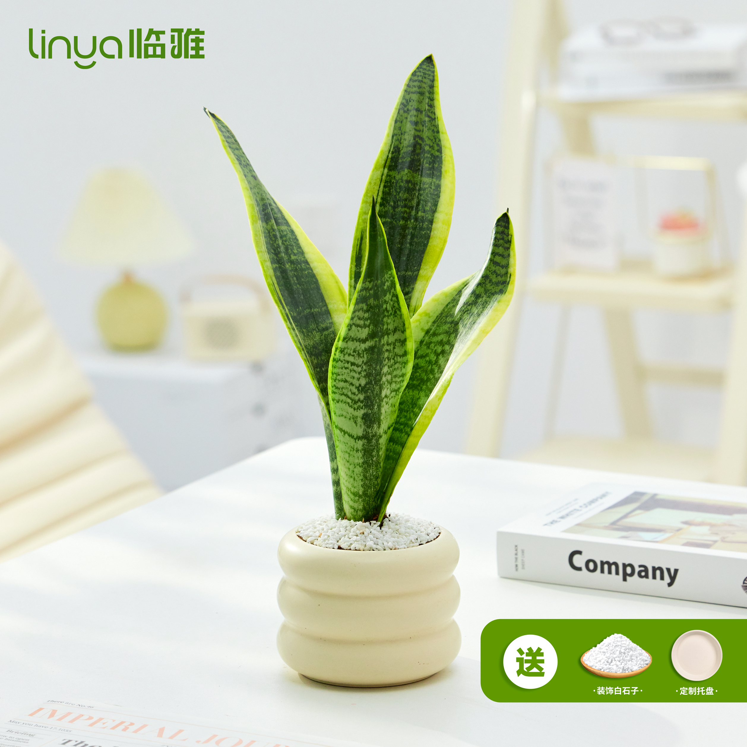 金边虎皮兰盆栽室内好养花卉绿植办公室多肉植物桌面四季开禄白玉