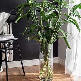 马醉木吊钟花瓶大专用插花富贵竹玻璃落地养透明号雪柳桃花摆件水