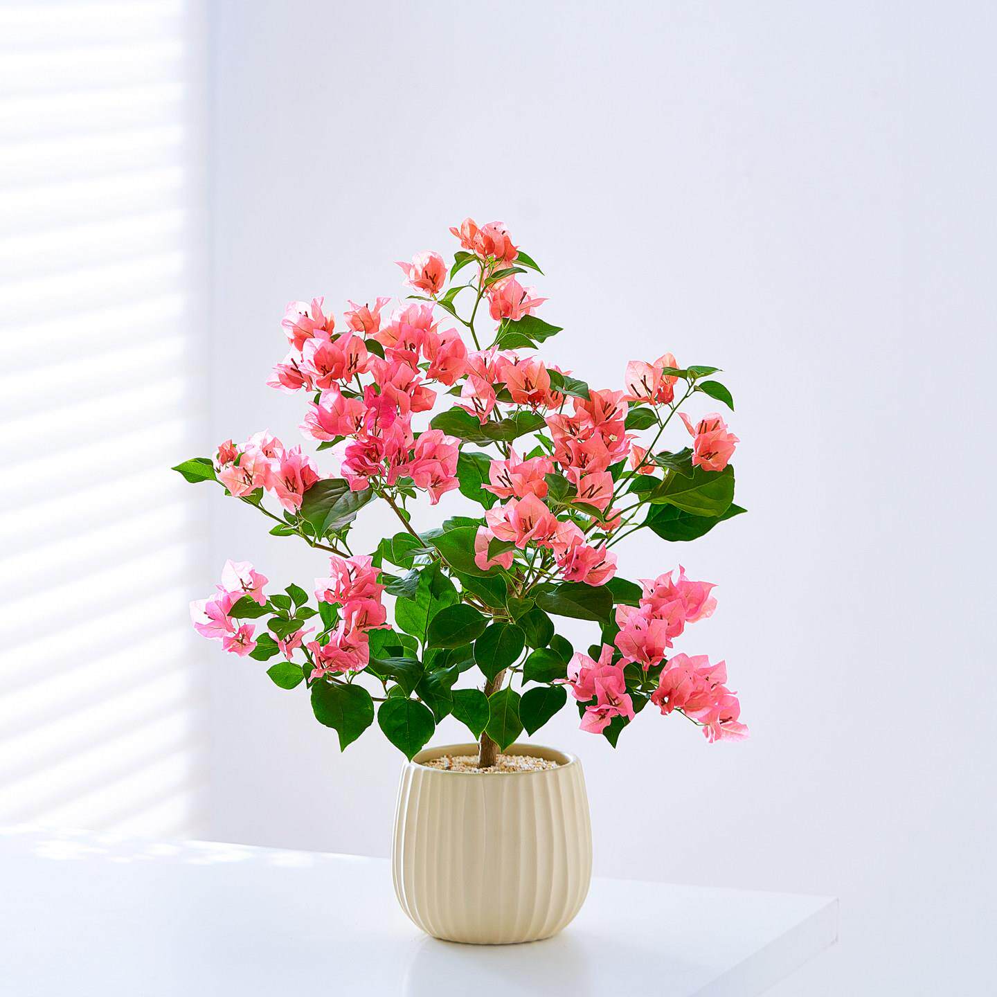 三KAHU2509角梅带花不西瓜内好客厅桌室面甜花卉阳台庭院爬藤植物