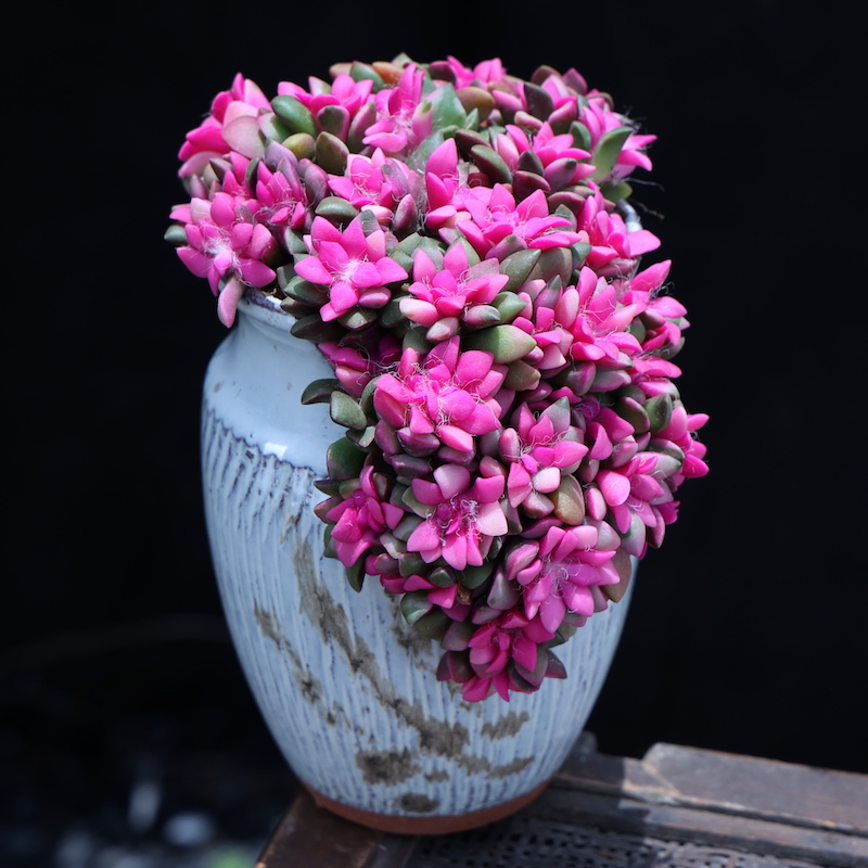 吹雪之松锦多肉植物盆栽新款创意云南精选办公室内绿植花卉肉肉