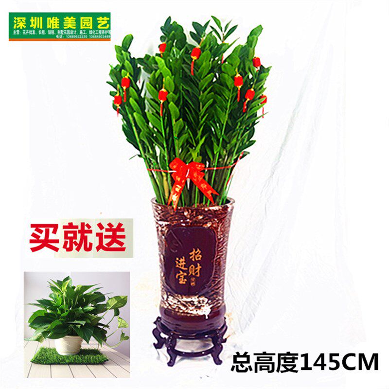 金钱树盆栽大绿植物花卉吸甲醛室内公司开业乔迁送礼深圳新品包邮