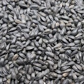 黑珍珠小瓜子葵花子油葵籽玄风太阳鹦鹉鸟食仓鼠零食鸟粮5斤 包邮