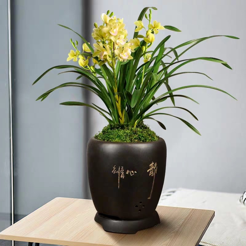 精品兰花苗四季建兰大花浓香带多花香兰好养室内花卉绿植盆栽原盆