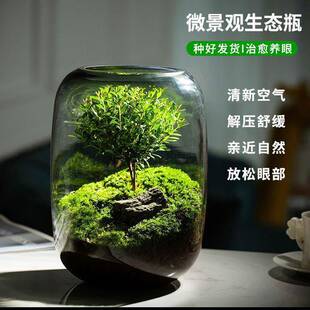 微观造景懒人苔藓微景观办公室宿舍生态植物生态瓶生命之树真植物