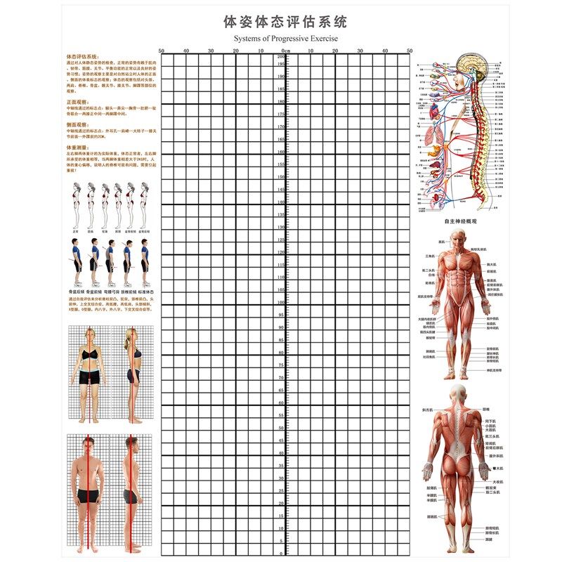 体态评估墙贴精准尺寸身高测量表健身房体测网格纸身体矫正体态表