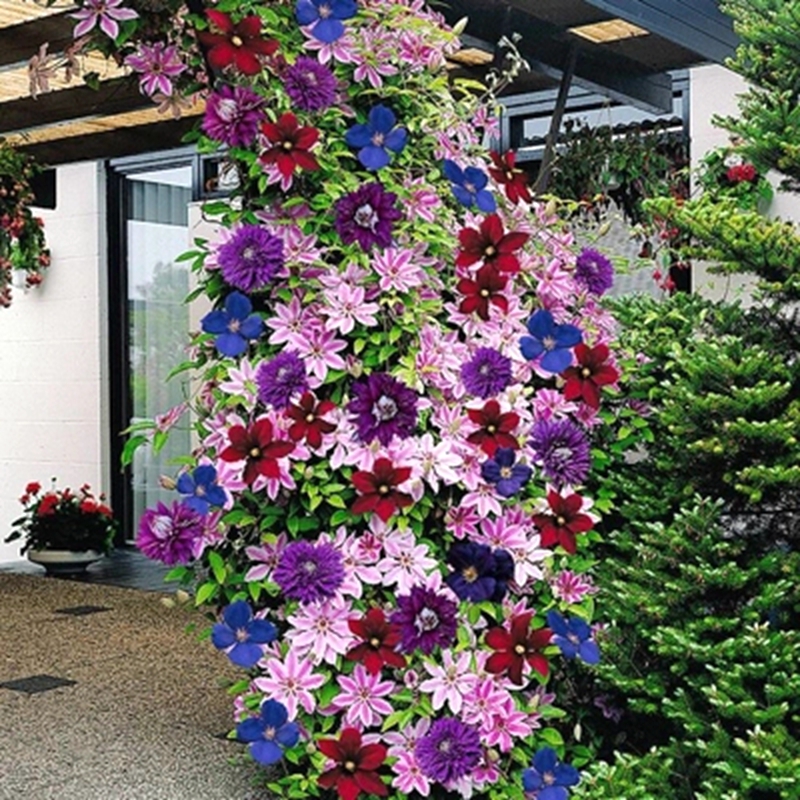 四季重瓣铁线莲爬藤植物花苗带花大苗庭院花卉盆栽观花植物室内花