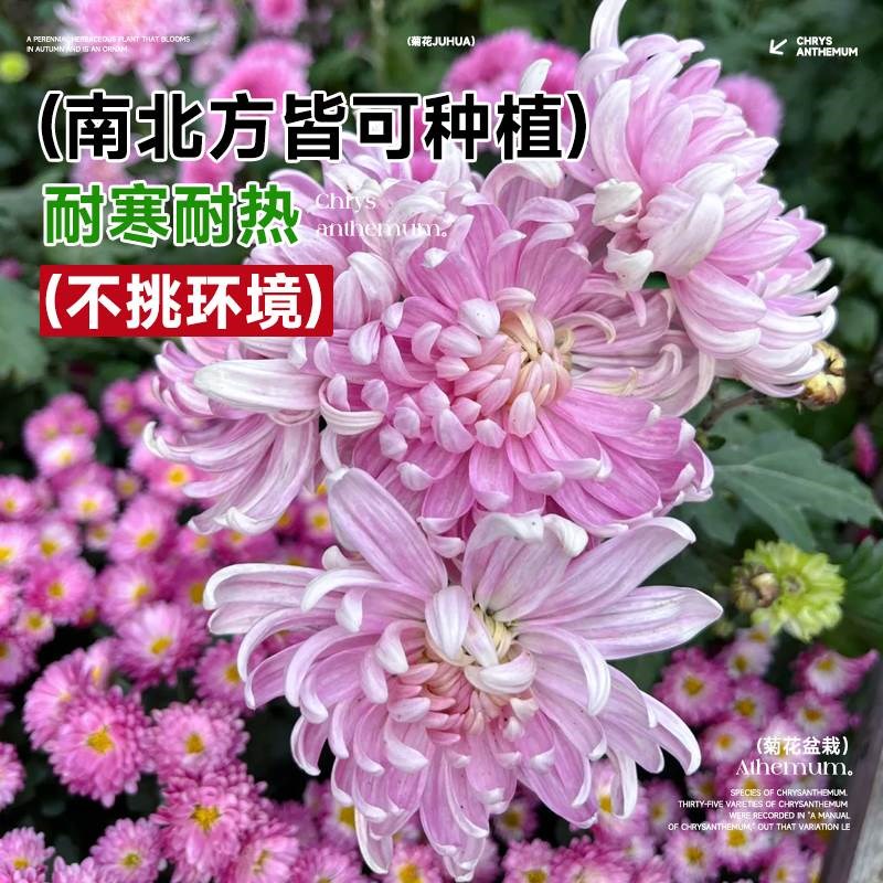 菊花盆栽带花苞室内外花苗九月菊千头菊鲜花四季开花好养花卉植物