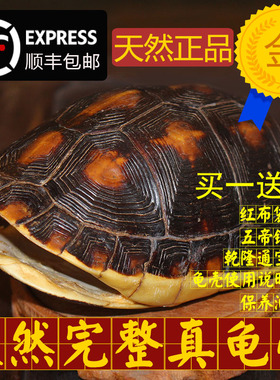 天然完整干净真乌龟壳富甲文玩盘玩手把件龟甲家居摆件送礼品一套