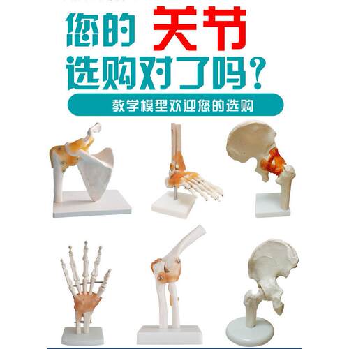 人体膝关节模型肩关节肘关节手关节脚关节髋关节模型1:1骨骼模型