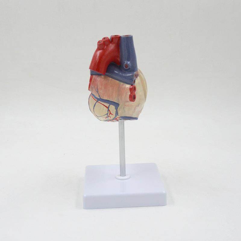 透明心脏522型血管透明肺气支气管树连心管脏透模型模明肺段支气,文具电教/文化用品/商务用品,教学标本/模型,淘宝优惠券,粉丝福利购,淘宝优惠卷