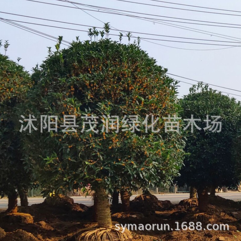 园林工程苗行道树四季桂花树金桂丹桂庭院别墅绿化长青盆栽花卉