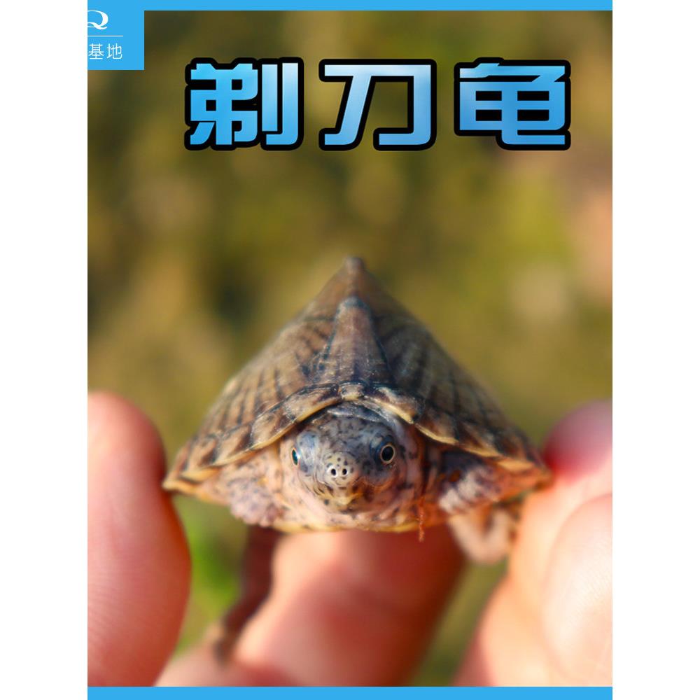 剃刀龟苗活体麝香龟苗活体冷深水龟蛋龟巨头红面乌龟宠物龟屋顶龟