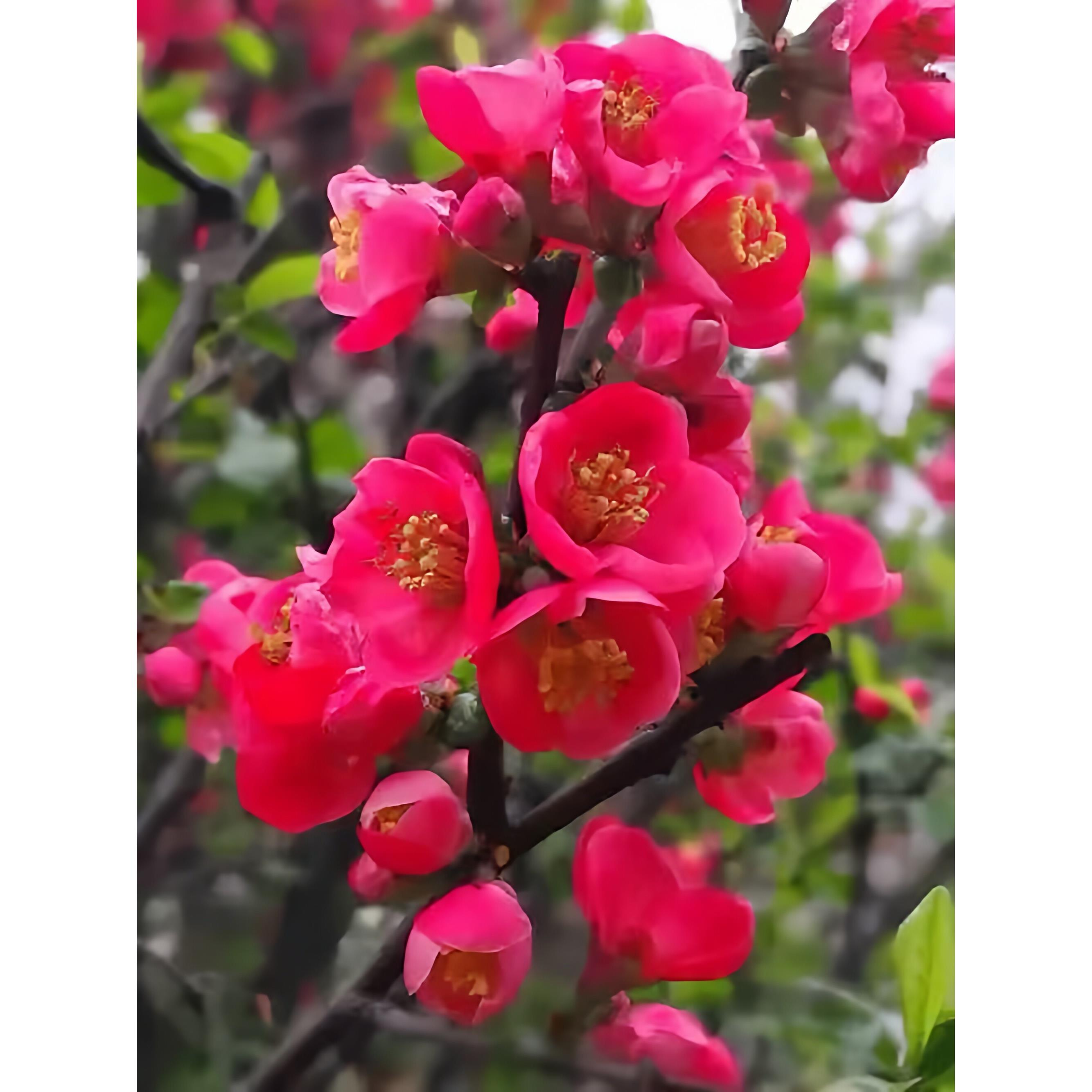 海棠花盆栽地栽庭院阳台耐寒植物四季开花好养活