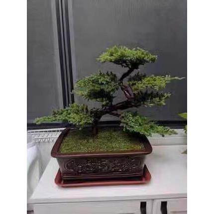 迎客松盆景真树盆景玄关室内客厅办公桌小盆栽摆件四季常青植物
