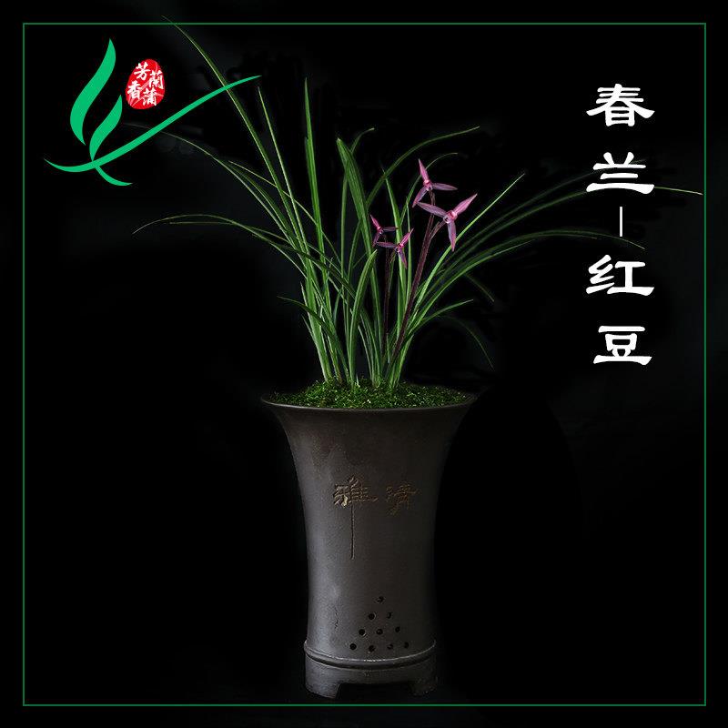 福建南靖兰花苗春兰红豆浓香卉盆景栽土绿带草植物花苞名贵墨芳香
