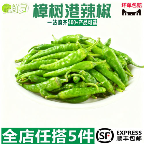新鲜樟树港辣椒食用薄皮微辣湖南特产餐厅新鲜辣椒新鲜蔬菜