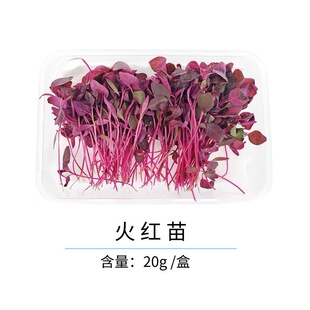 火红苗新鲜 斯卡纳苗食用安曼红 西餐酒店摆盘装饰点缀20g