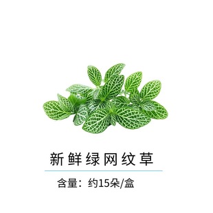 新鲜绿网纹草网纹叶火锅中餐日料餐厅西餐摆盘装饰花草