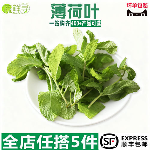 新鲜薄荷叶天然绿色蔬菜香草植物食用泡茶调料