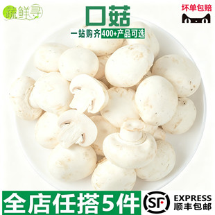 新鲜口蘑现摘双孢菇白蘑菇新鲜口蘑时令食用烧烤网红蔬菜新鲜蔬菜