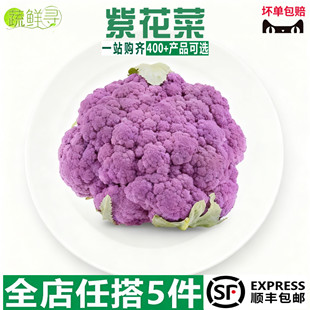 紫花菜云南紫色花椰菜酒店特色配菜新鲜蔬菜
