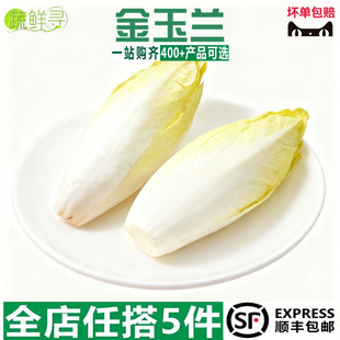 新鲜金玉兰菜金玉兰苦白菜欧洲菊苣比利时芽球沙拉蔬菜食材