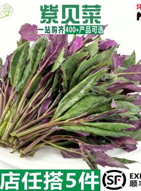 新鲜紫叶菜绿色蔬菜紫红叶菜叶菜现摘现发营养健康