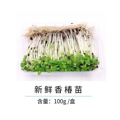 新鲜蔬菜 香椿苗 净含量80g毛重100g  可食用芽苗菜 西餐摆盘装饰