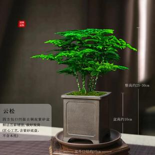 唐山矮生云松正宗文竹盆栽办公室内桌面好养活绿色净化空气微盆景