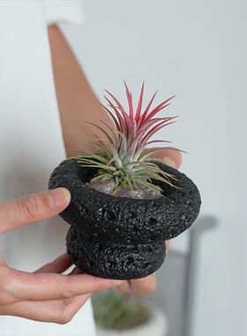 空气凤梨办公室桌面绿植栽室内盆植物hzy80340小好养四季绪懒人情