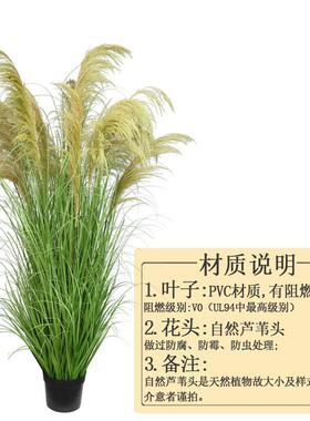 猫DD232332仿真芦苇盆人造植栽物洋葱树草盆景摆件室内景观装狗尾