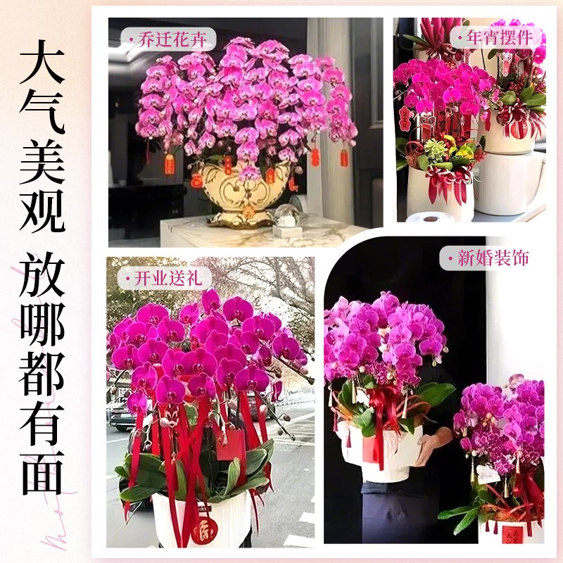 特大号蝴蝶兰盆栽带花客厅带花苞年宵F花卉大花型10支8株花苗双剑
