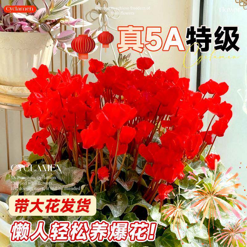 客来花卉绿植盆仙客来栽内花特大仙花苗阳台室年宵带花绿植物耐寒