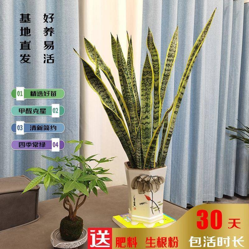 精边品金虎皮兰高品种植物室内大盆栽四季虎甲尾除醛兰客p5oy+m3h