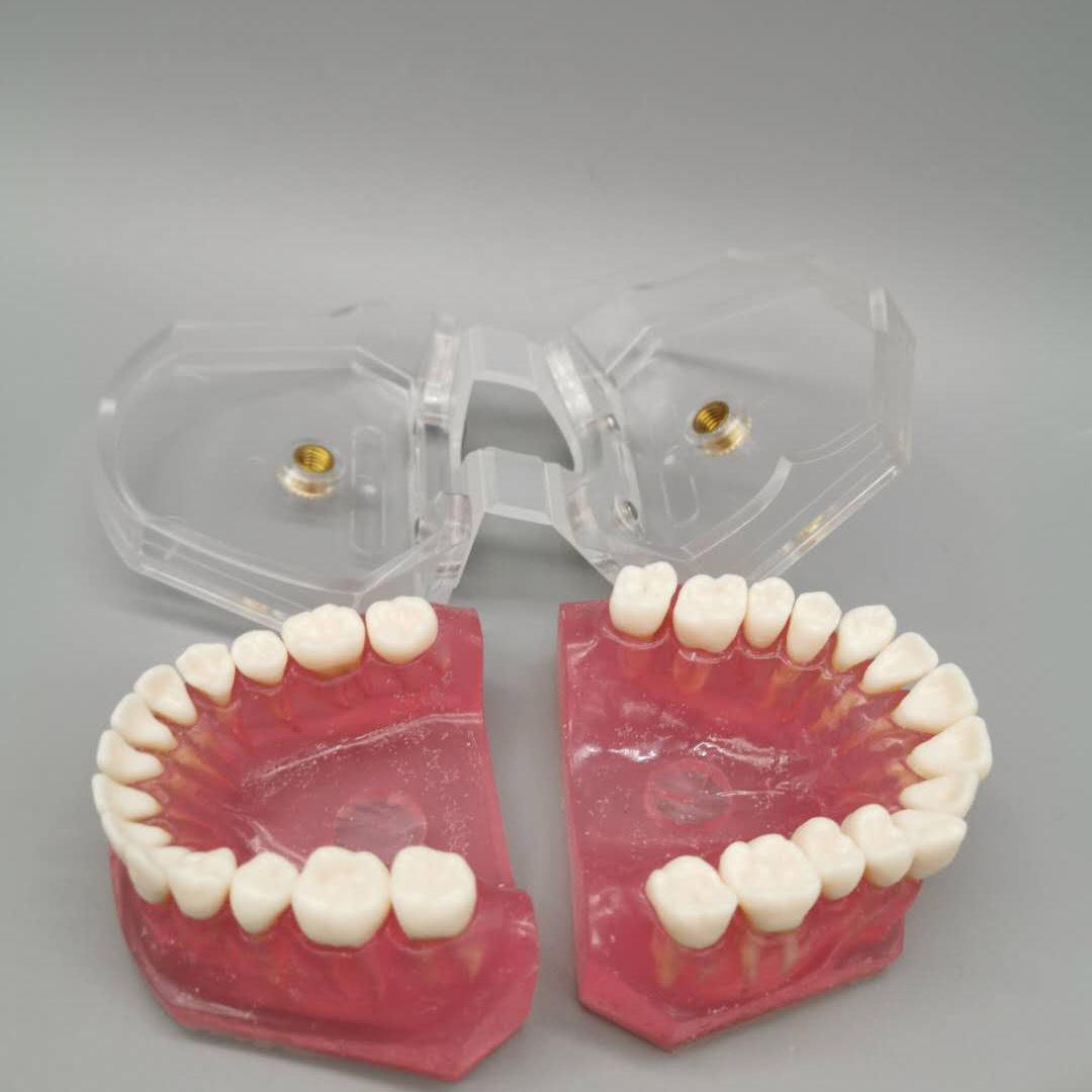 牙科成可拔拆牙标准模型M7053508人口全腔教学模型口牙齿可卸