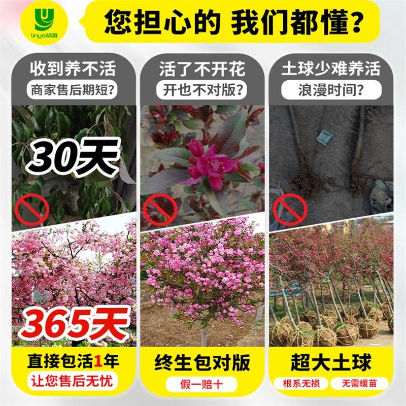 海棠花树苗高杆西府垂丝海棠树苖果树盆栽L庭院四季开花大型风景